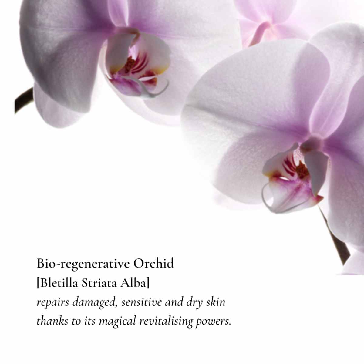 BAUME DE BEAUTÉ - Soothing Conditioning Silky Balm