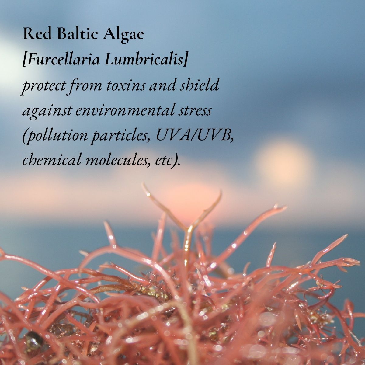 red Baltic Algae protects our skin from toxins